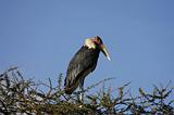 Ethiopia - 096 - Marabu bird